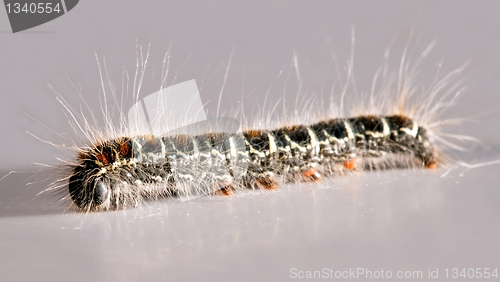 Image of caterpillar