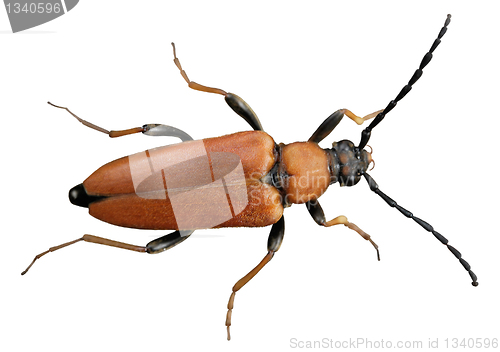 Image of Brown Beetle
