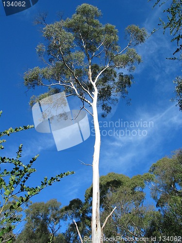 Image of Eucalyptus tree