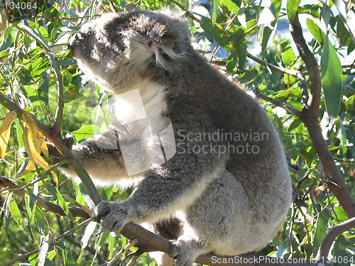 Image of Koala eating