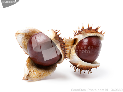 Image of Two horse chestnuts close-up