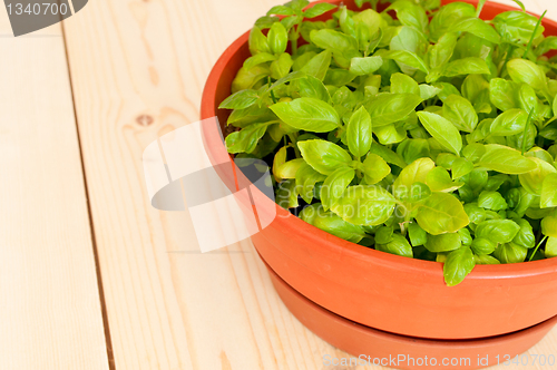 Image of Fresh Potted Basil