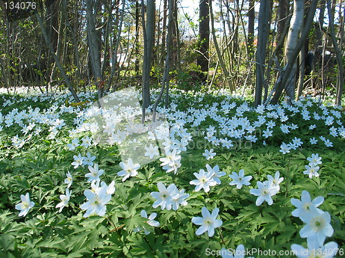 Image of Forrest flowers 3