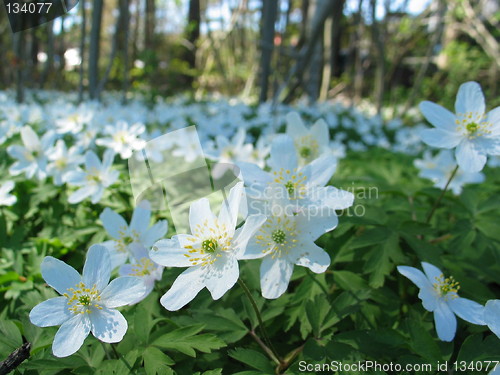 Image of Forrest flowers 2