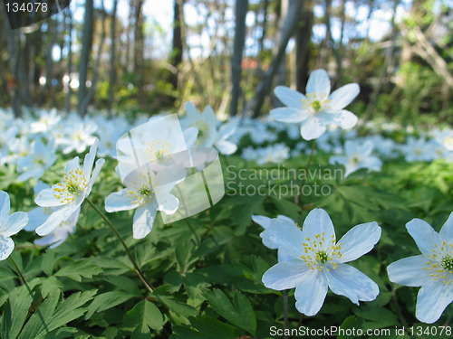 Image of Forrest flowers