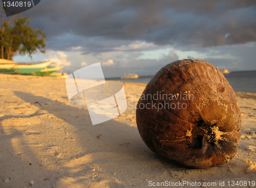 Image of Coconut, Malapascua, Philippines