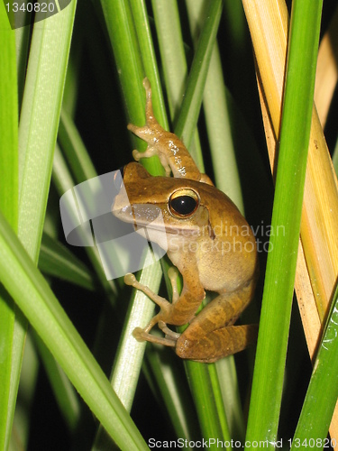 Image of Frog, Khao Sok, Thailand