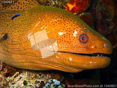 Image of Giant Moray, Maratua, Indonesia