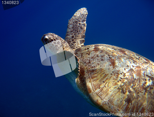 Image of Green Turtle, Ras Mohammed, Egypt