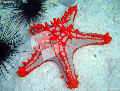 Image of Horned Sea Star, Nungwi, Zanzibar, Tanzania