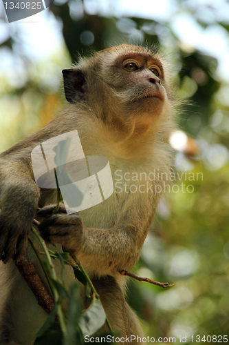 Image of Long-tail Macaque, Taman Negara, Malaysia