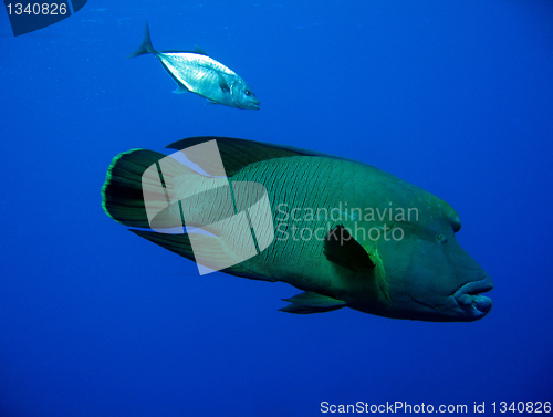 Image of Blue-fin Trevally & Napoleonfish, Ras Mohammed, Egypt