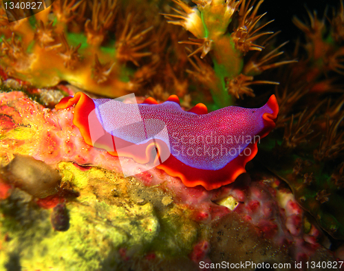 Image of Pseudobiceros Ferrugineus, Panglao, Philippines