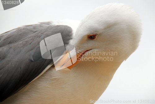 Image of Seagull, Monterey, Nevada, USA