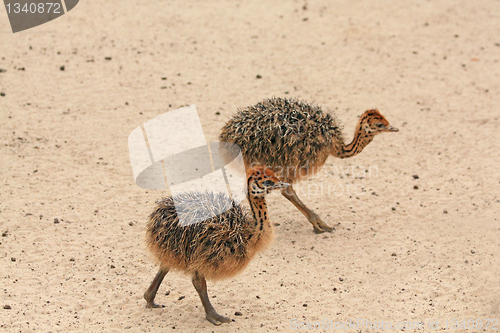 Image of Little ostriches