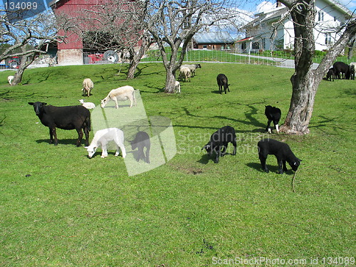 Image of Black and white sheep