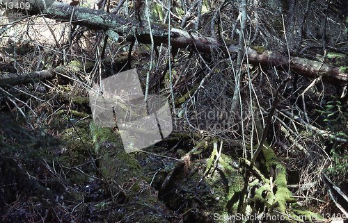 Image of Primeval forest.