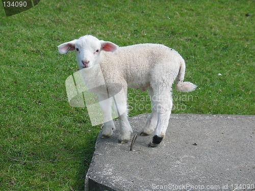 Image of White lamb