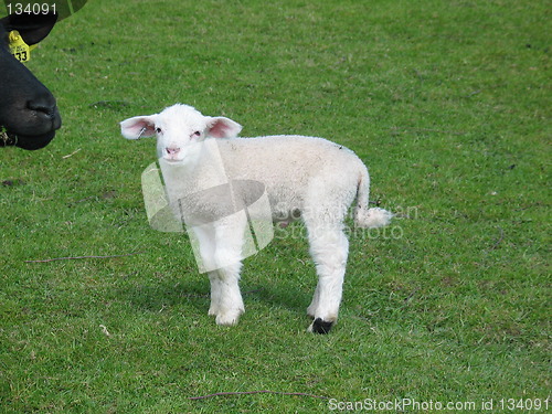 Image of White lamb