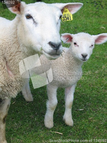 Image of Sheep and lamb