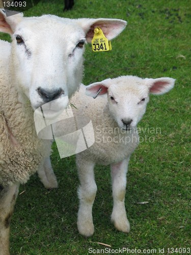 Image of Sheep and lamb