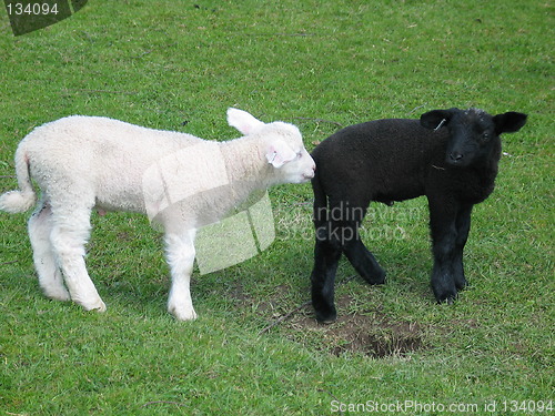 Image of Black and white lambs