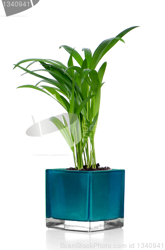 Image of Houseplant