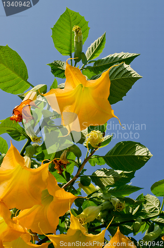 Image of Yellow flowers