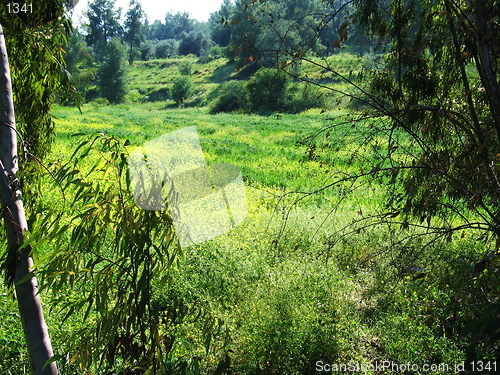 Image of Natural nature. Katydata. Cyprus