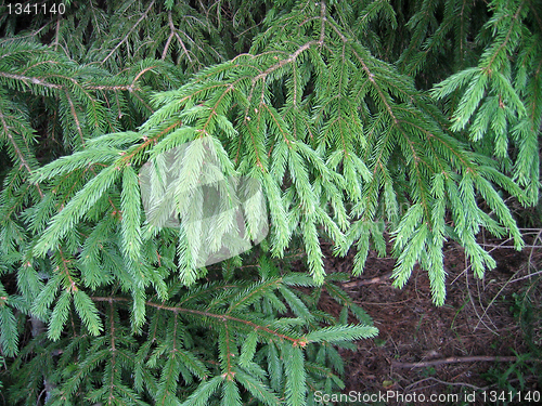 Image of fur tree branche