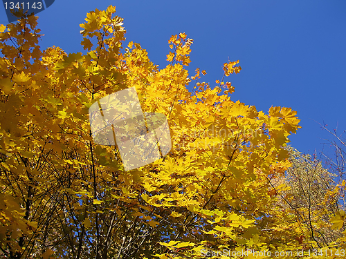 Image of autumn tree on blue sky background