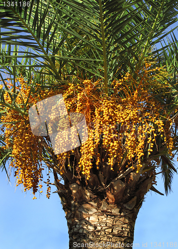 Image of palm tree with seeds