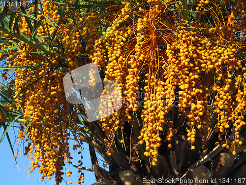 Image of palm tree with seeds