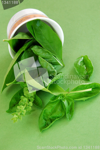 Image of Basil