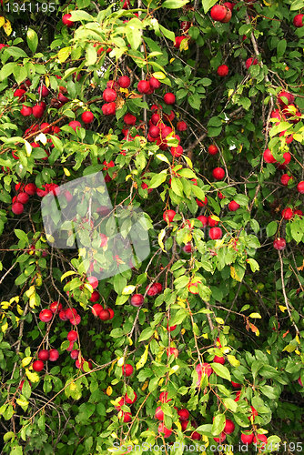 Image of Growing plums