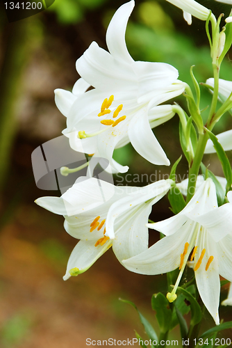 Image of White lily flowers