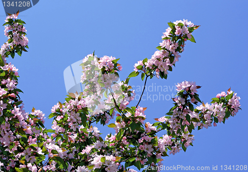 Image of branch of a blossoming tree on blue sky