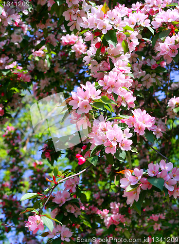 Image of branch of a blossoming tree