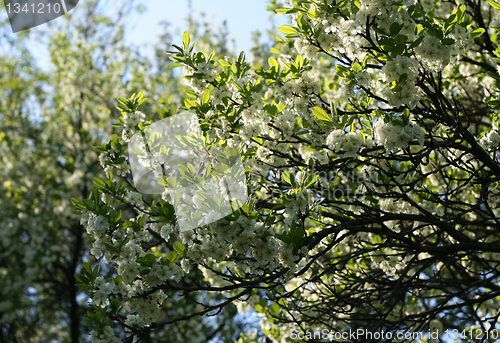 Image of blossoming tree