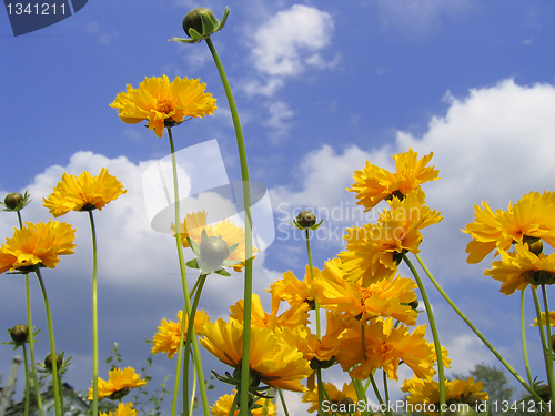Image of beautiful yellow flowers