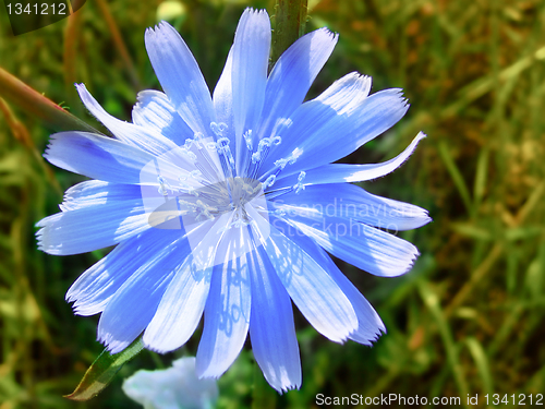 Image of flower of blue chicory