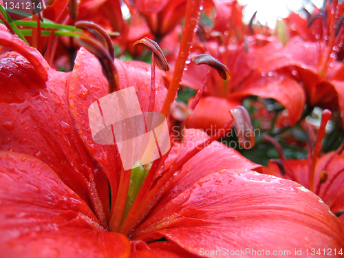 Image of closeup of red lily with raindrops