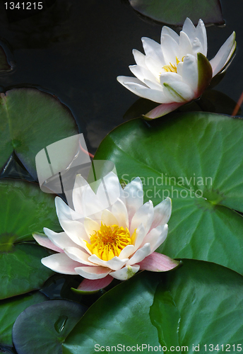 Image of blooming water lilies