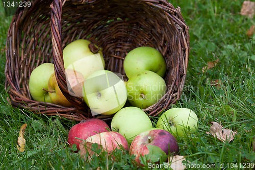 Image of Apple harvest