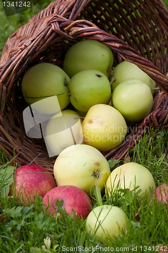 Image of apple harvest