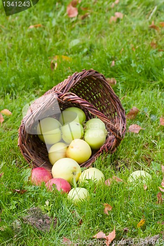 Image of apples