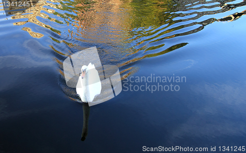 Image of swimming swan