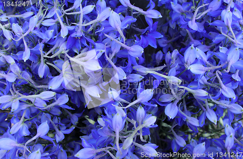 Image of blue flowers