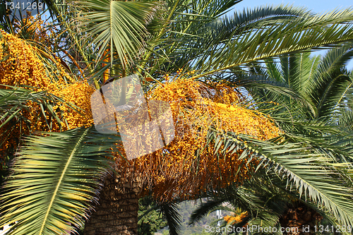 Image of palm tree with seeds