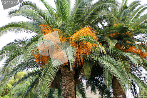 Image of palm trees